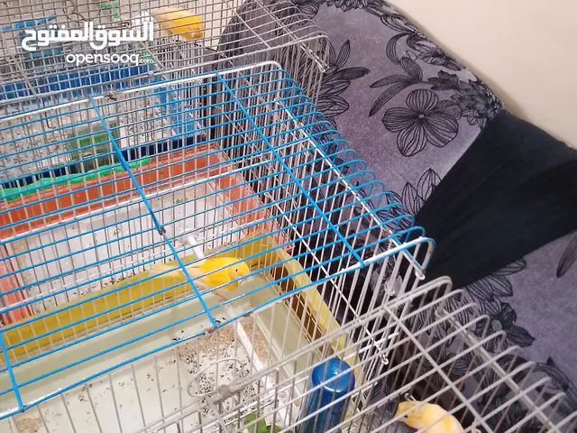 اربع كنارات و طيرة مغنى نار و شغل جيزه