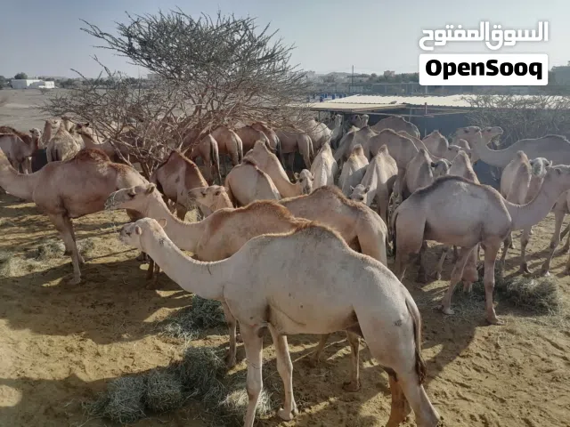 قعدان في عبري