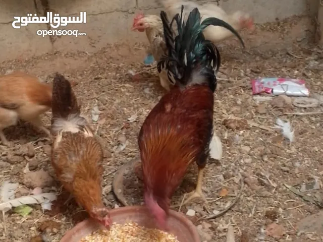 جاج نخب نخب