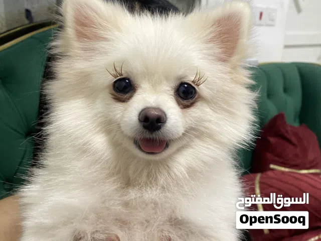 Pomeranian and maltipoo