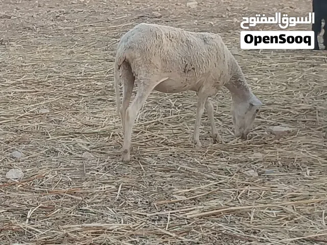 غٌنِمَهِ فِّرنَِّسيِّهِ نِخَبِ آوِلَ