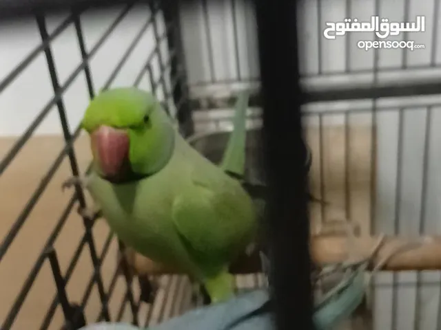 جوز دره طيرة زرقه متكلمه وموالفه وفحلها أخضر بداية كلام  وفحل ثاني لحالو