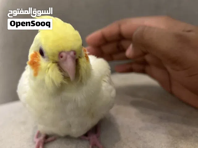 كوكتيل طير مناسب لونه اصفر