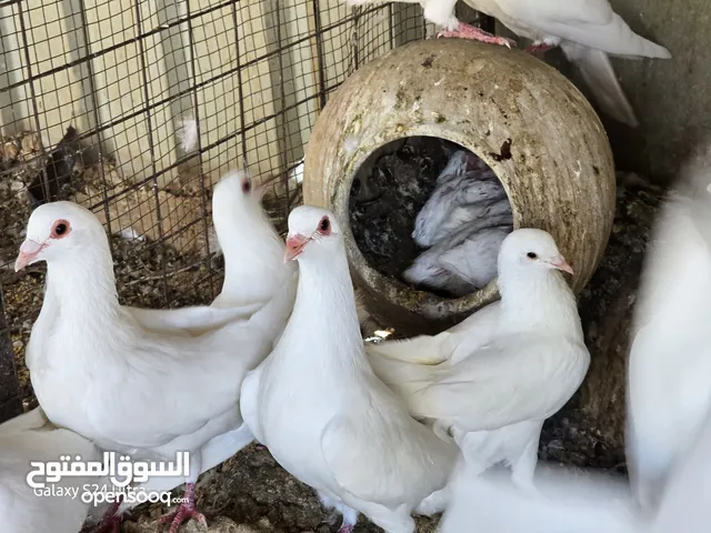 حمام فرنسي سوبر جامبو