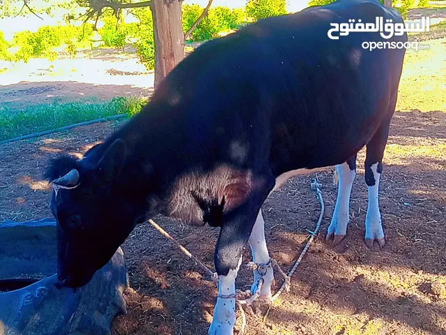 بسم الله ع بركة الله تعالى نبدا تروقه للبيع نودكم باها ابتاع كسبه