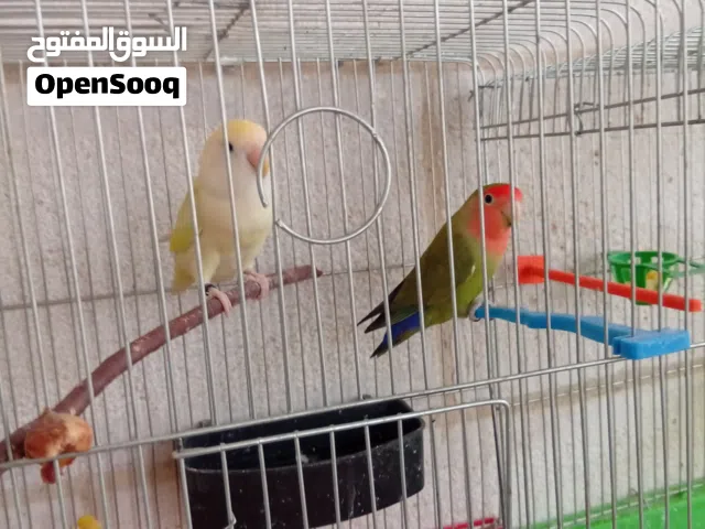 جوز عصفير  نوعهم روز  الدكر مدرب عندهم  بيض