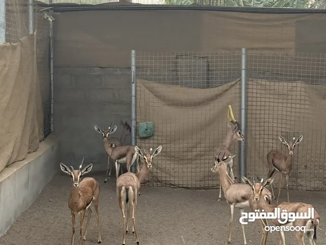 متوفر غزلان عشر و غير عشر