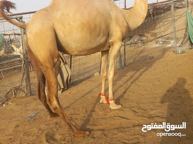 ناقة مدني من السكر العاصفة