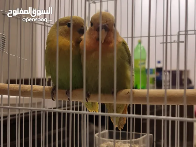 طيور حب مربين