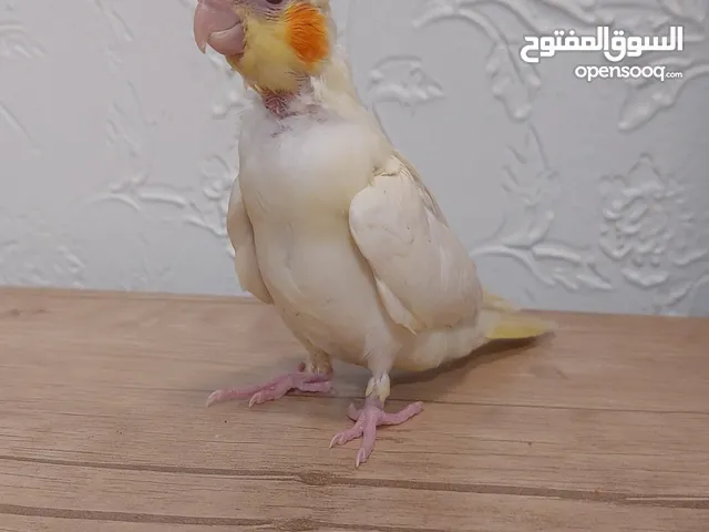 فرخ كروان اليف