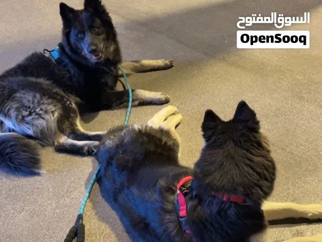 كلب شابسكي هجين الابو جيرمن والام هاسكي اسمه ماكس عمره قريب سنه لعوب ويحب اليهال