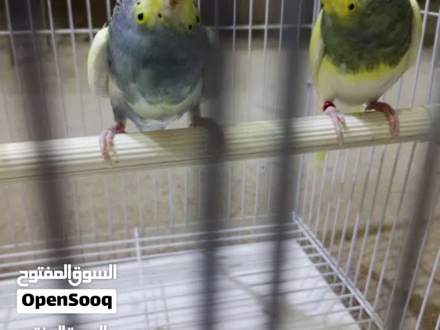 ذكور 2 شكري برصاصي