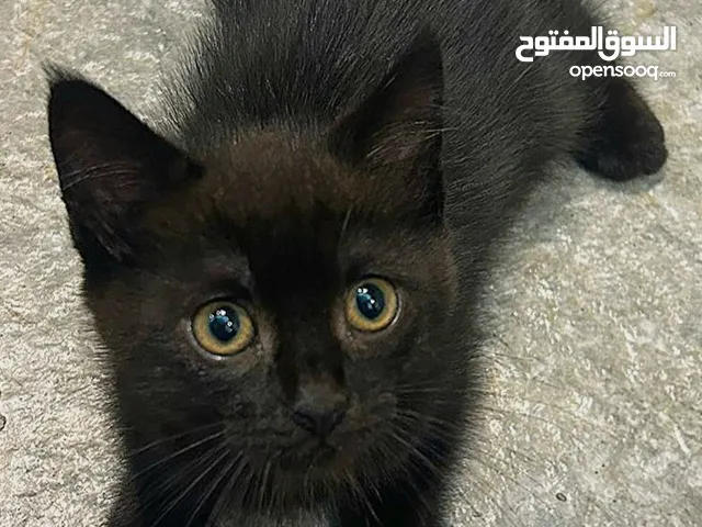 للتبني محبي القطط السوداء Adobtion black cats lovers