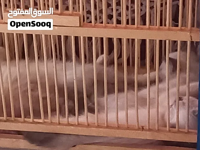 قطط هملايا