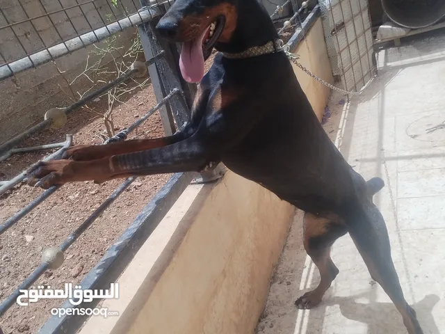 انثى دوبرمان الاصلي من سلاله عبد ربه