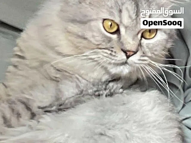 قط معقم ذكر