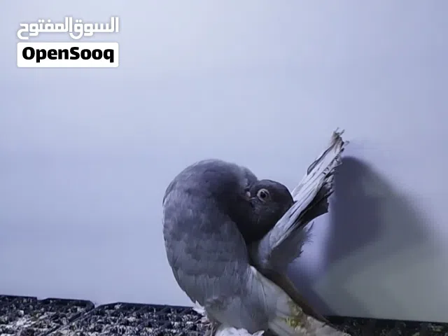 ربي يبارك ماشاء الله طريف روسي مواصفات قويه سعر 1000