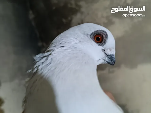 حمام للبدل على جاج