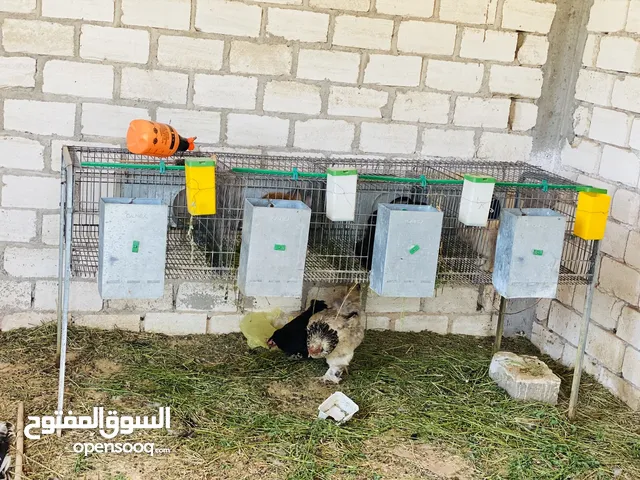 قفص ارانب درجة اولى