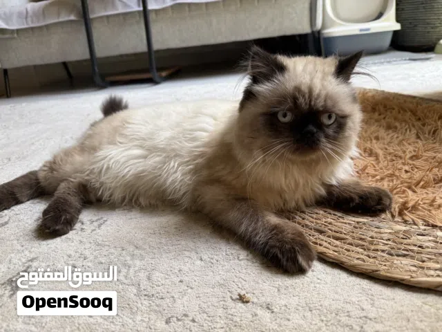قط هملايا شوكلت بيور صافي مميز مدرب- مطعوم 2