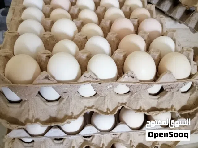 دحي عربي للاكل او التحضين