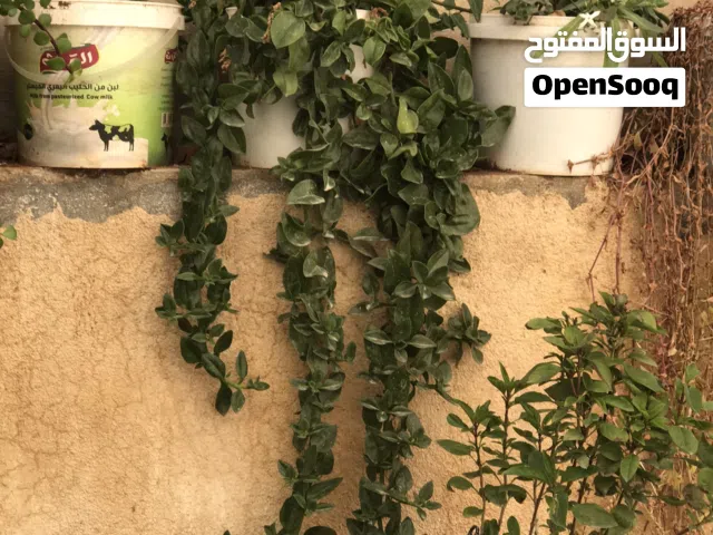 نباتات زينة