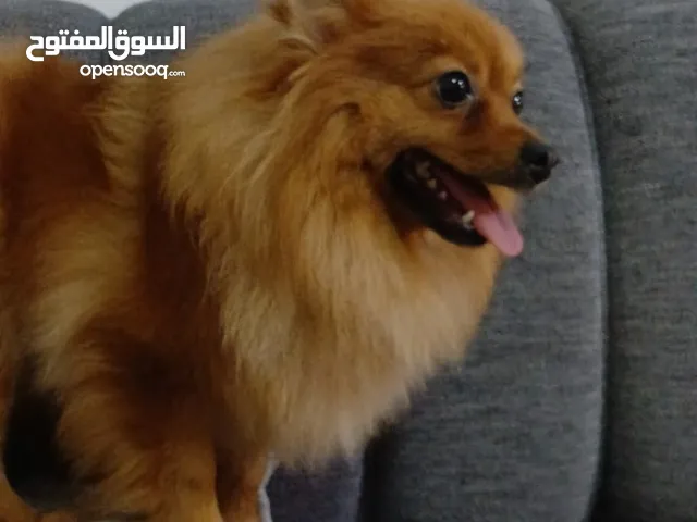 كلاب أنثي بوميرينيان للبيع