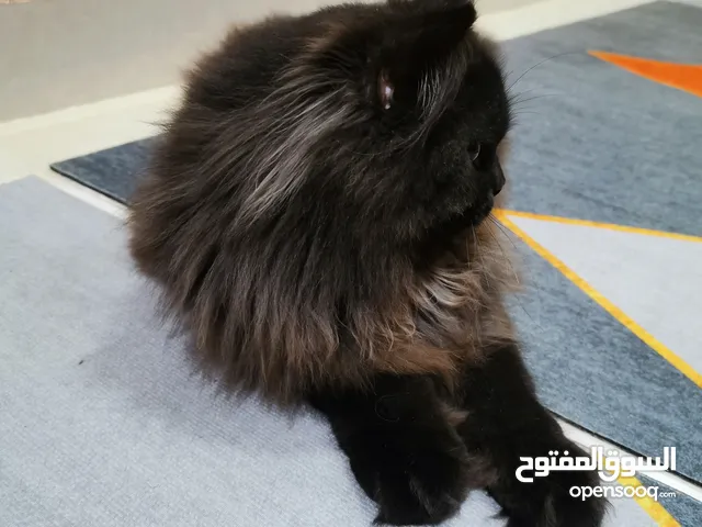 قط شيرازي باللون الأسود الملكي