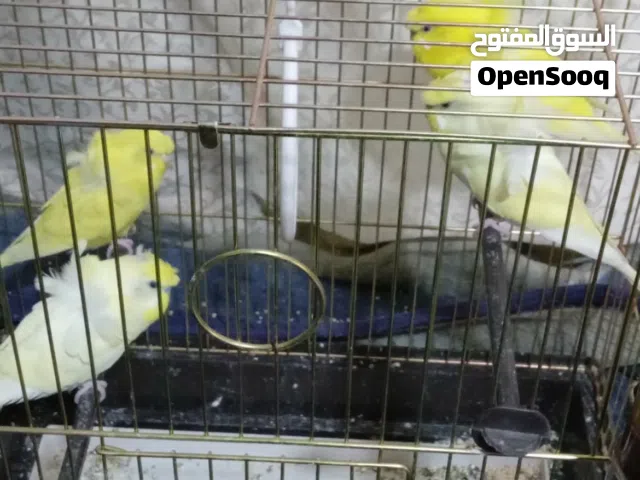 طيور حب هوقو رومو للبيع بسعر مغري جداً الله يبارك لصاحب النصيب ويطرحله البركه فيهم