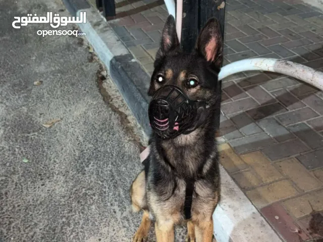 كلب جيرمن شيبرد ذكر العمر سنة