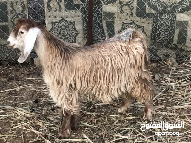 جدي للبيع .........