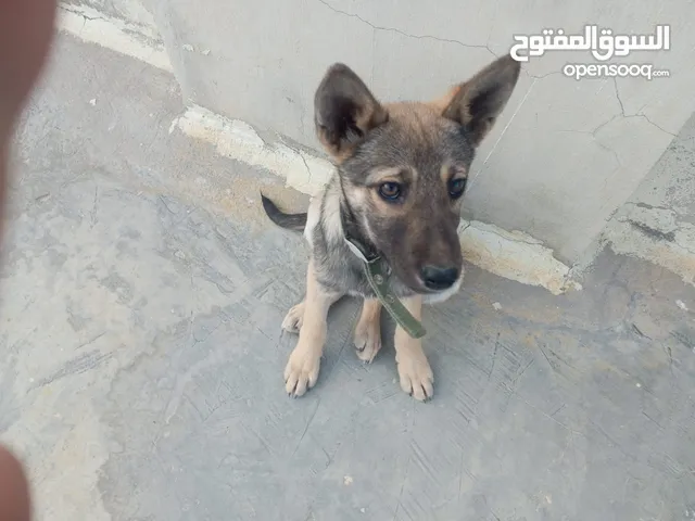 للبدل على حمام كلب ميلانو بندوق جيرمان عمر 3شهور البيع او للبدل عمان الجويدة