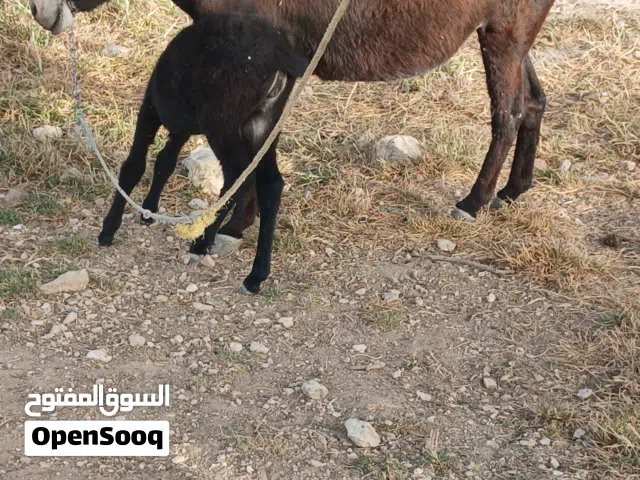 جحشه نخب اول وراها جحش صلاه النبي عليها كفاله غنم وركوب وحراث