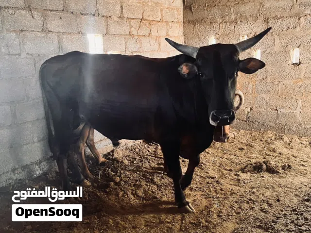 ثور عماني سمين