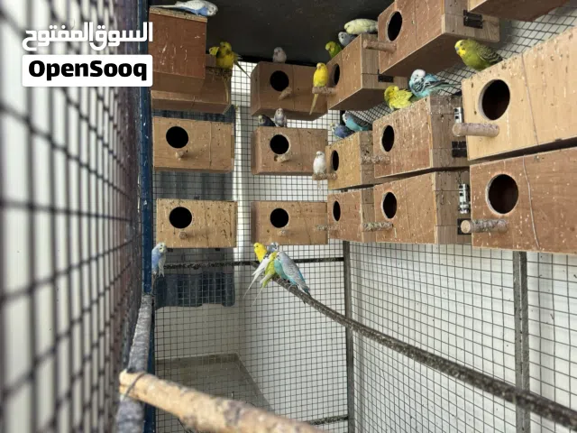 فرصة لأصحاب ومربي الطيور البادجي