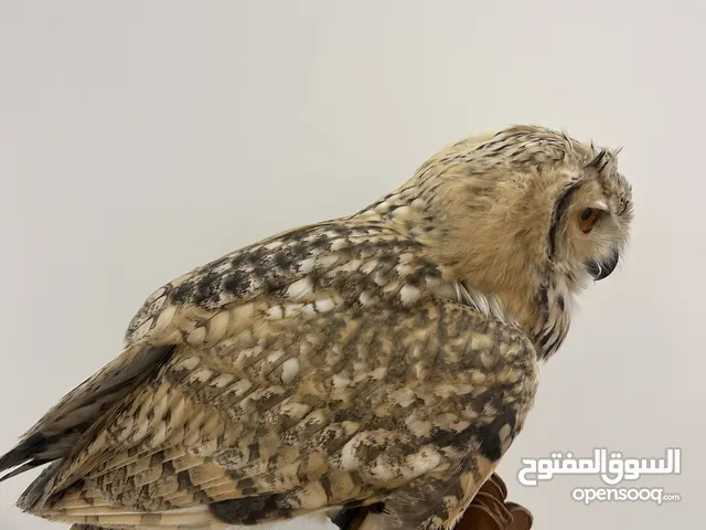 للبيع فرخ بوم العمر 4 شهور
