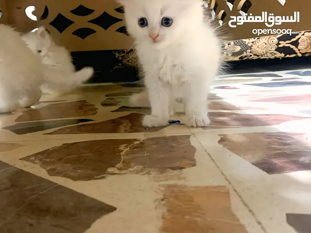 متوفر كتن شيرازي مكس هملايا