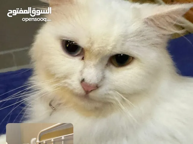 تبني قطه مع عيالها