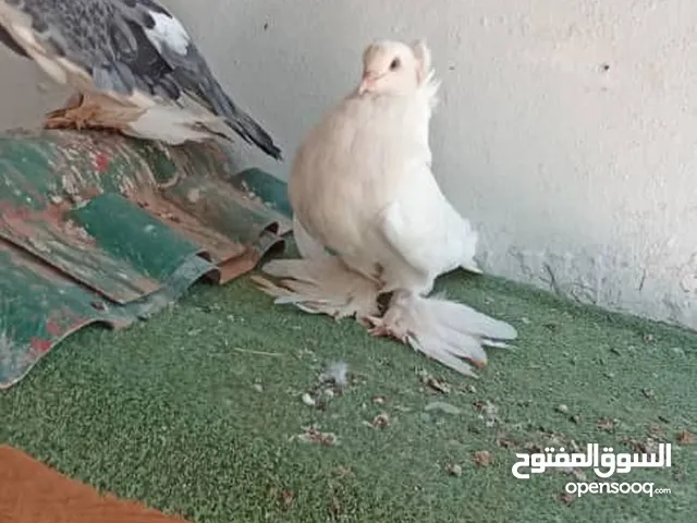 اثنين هنجاري للبيع