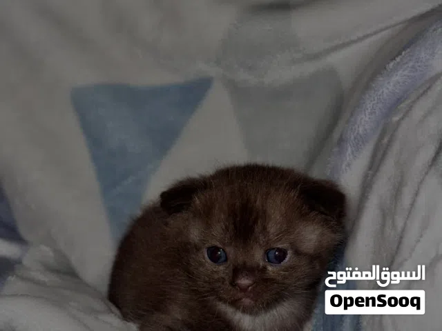 Brown female Scottish fold