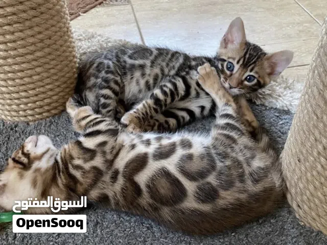 Exceptional Purebred Pedigree Bengal kittens Ready For New Home!!!