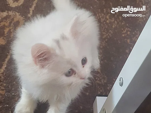 قط ذكر شيرازي للبيع