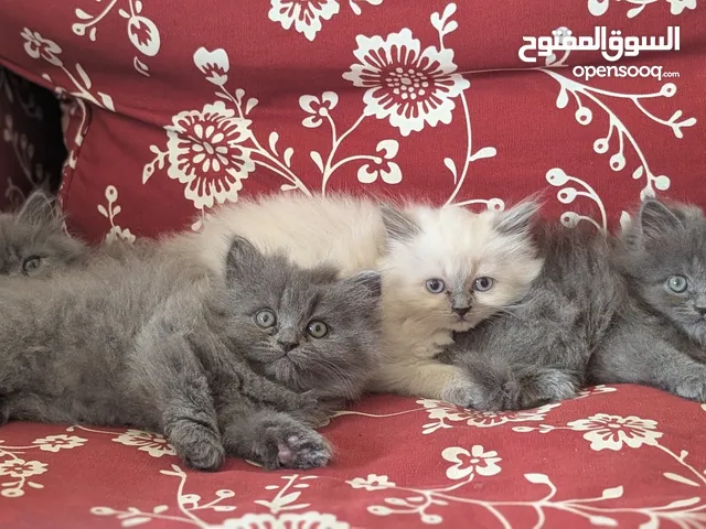 Kittens قطط شبرازية صغيرة