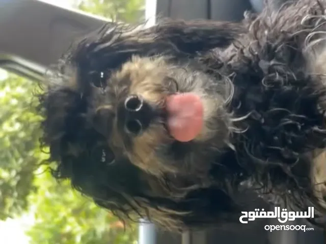 Maltipoo Dog very friendly