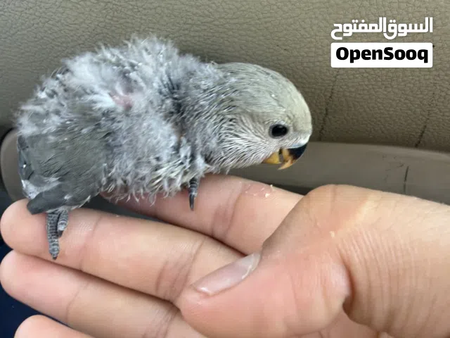 فرخ ترويض ربي يباركمتعود على الشرنقه