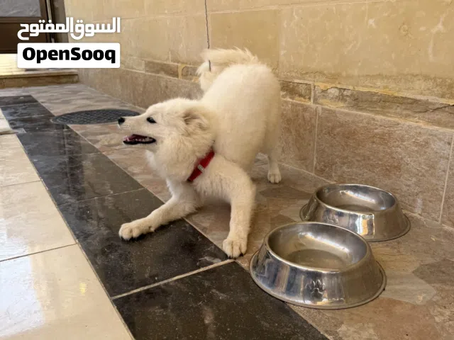 أنثى سمويد للبيع