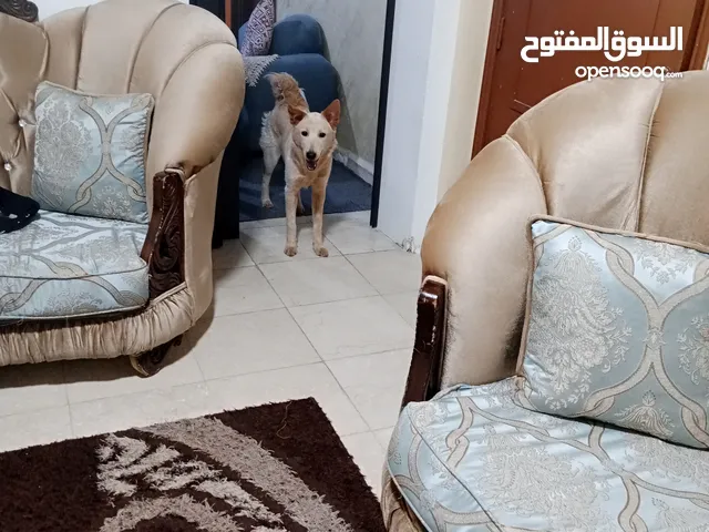 ذكر وانثى للتبني بشرط مخافة الله فيهم كثير نظاف واليفات ومتعودين على كلشي