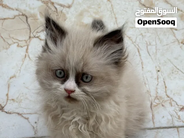 قطه هملايا ذكر العمر شهرين للبيع
