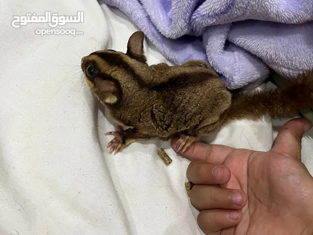 Pair of Sugar Gliders!
