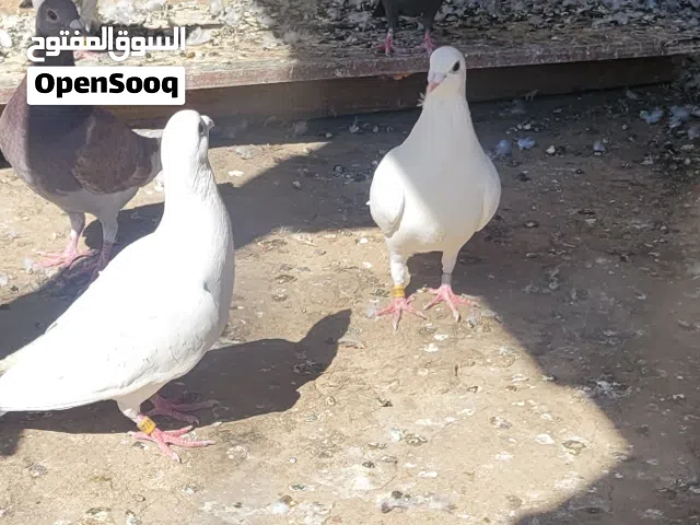 حمام زاجل اصل